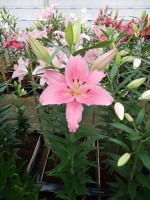 [5248 Homerus No02.JPG]